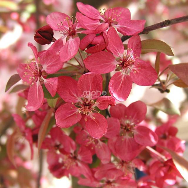 Malus COCCINELLA® 'Courtarou' - fleurs - Sapho